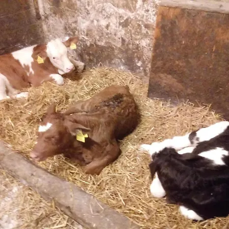 בית חווה Bauernhof-pension Puschnikhof *