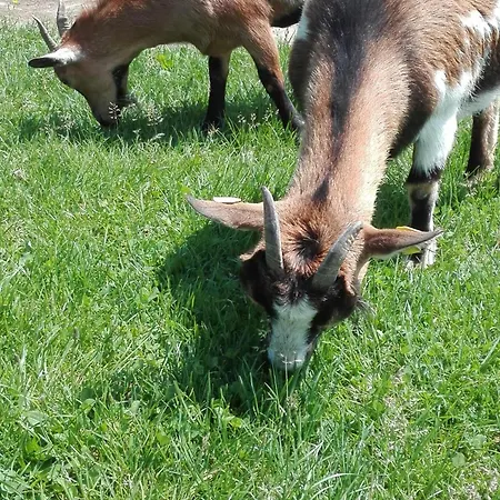 בית חווה Bauernhof-pension Puschnikhof