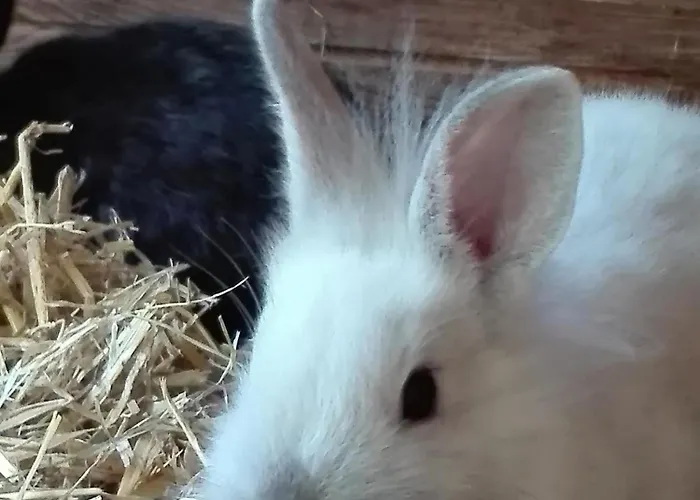 Фермерский дом Bauernhof-pension Puschnikhof Unternarrach