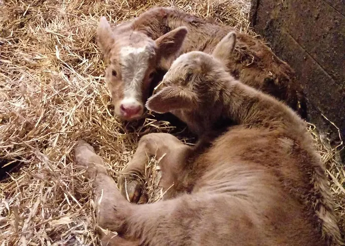 Bauernhof-pension Puschnikhof *