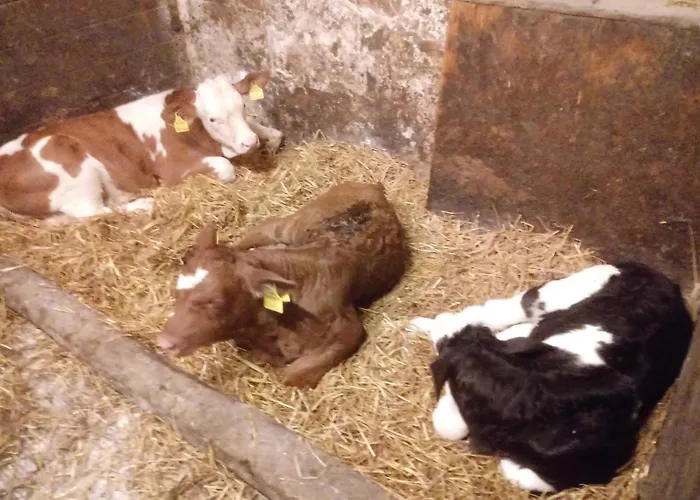 בית חווה Bauernhof-pension Puschnikhof *