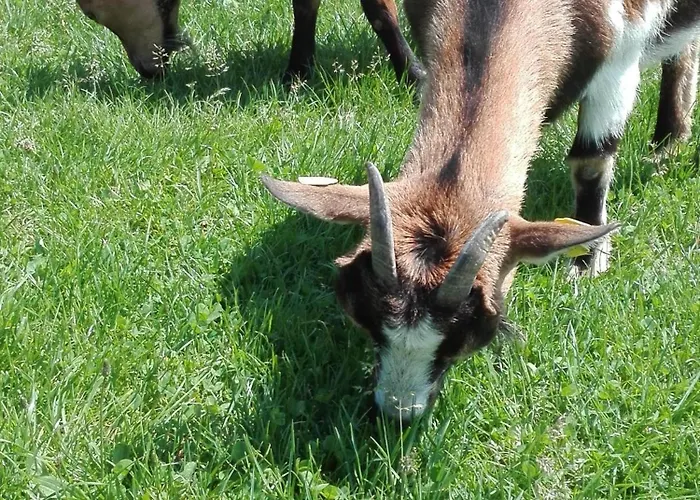 בית חווה Bauernhof-pension Puschnikhof