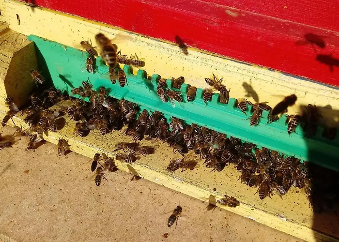 Bauernhof-pension Puschnikhof Unternarrach