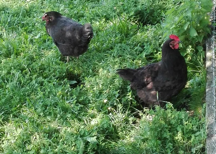 Farm stay Bauernhof-pension Puschnikhof *